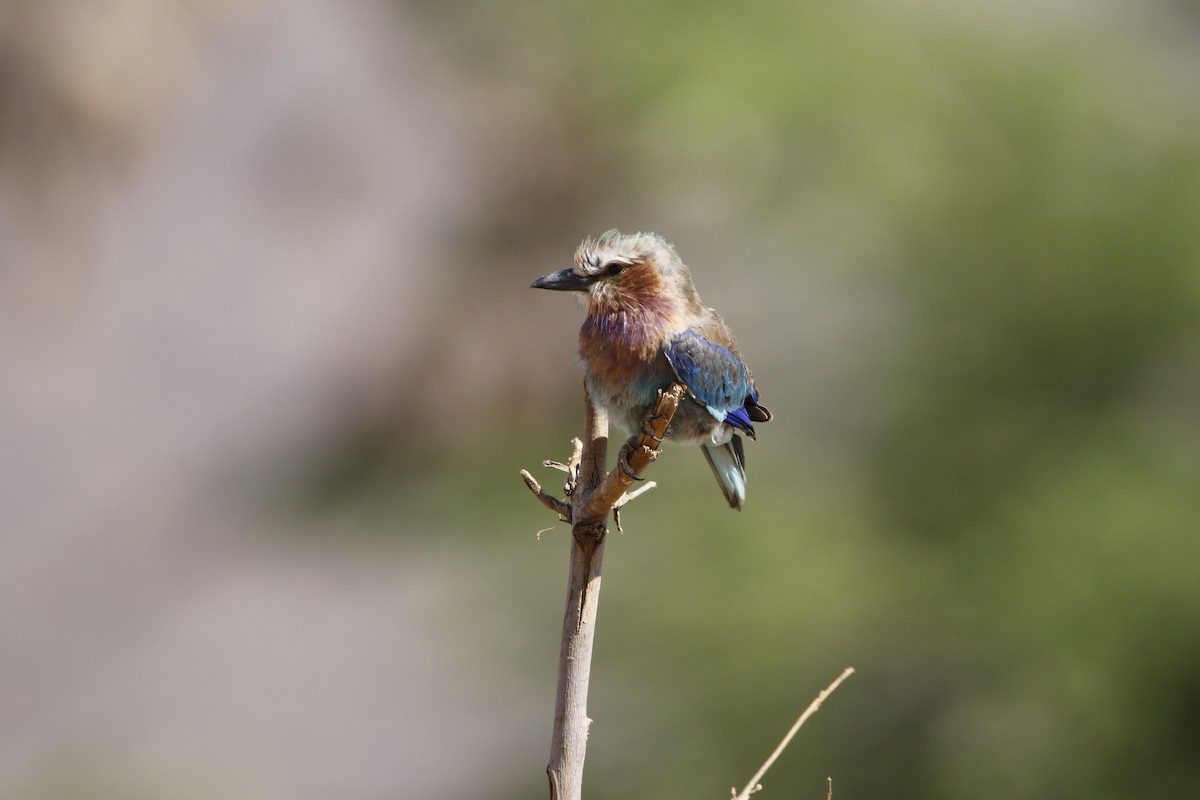 Lilac-breasted Roller - ML610475378