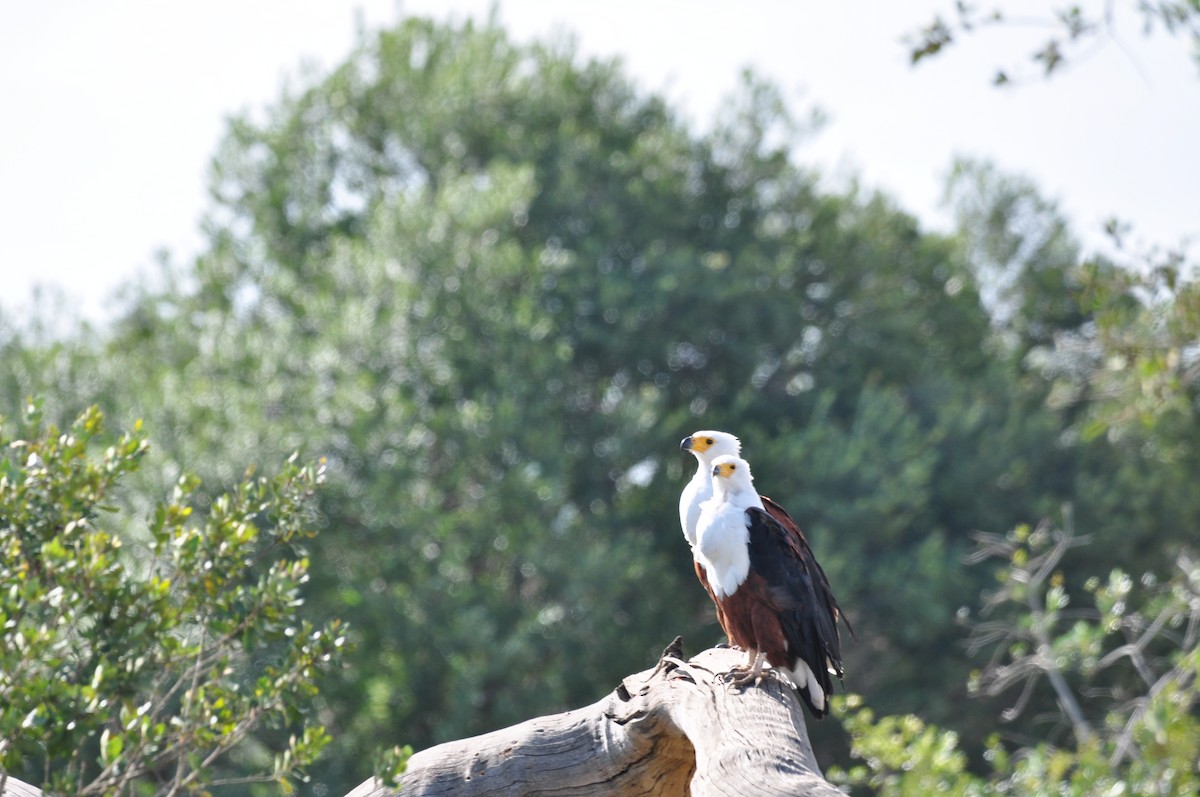 African Fish-Eagle - ML610475518