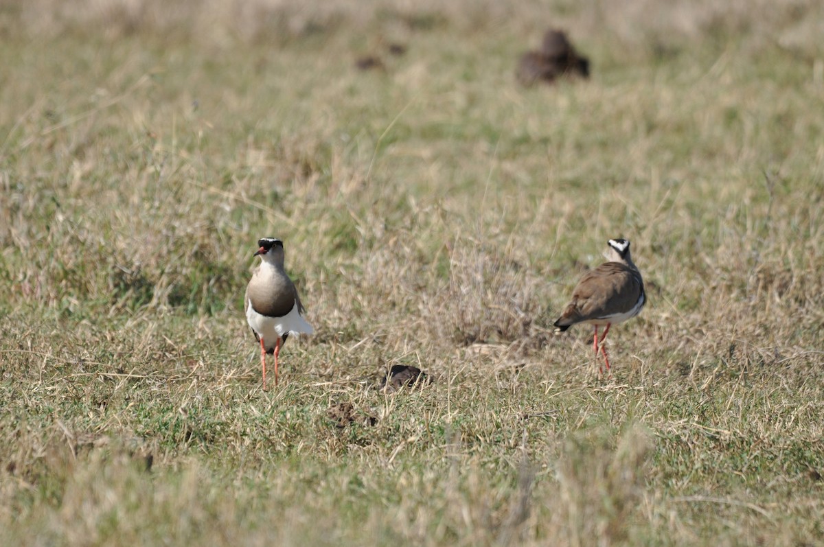Crowned Lapwing - ML610475667