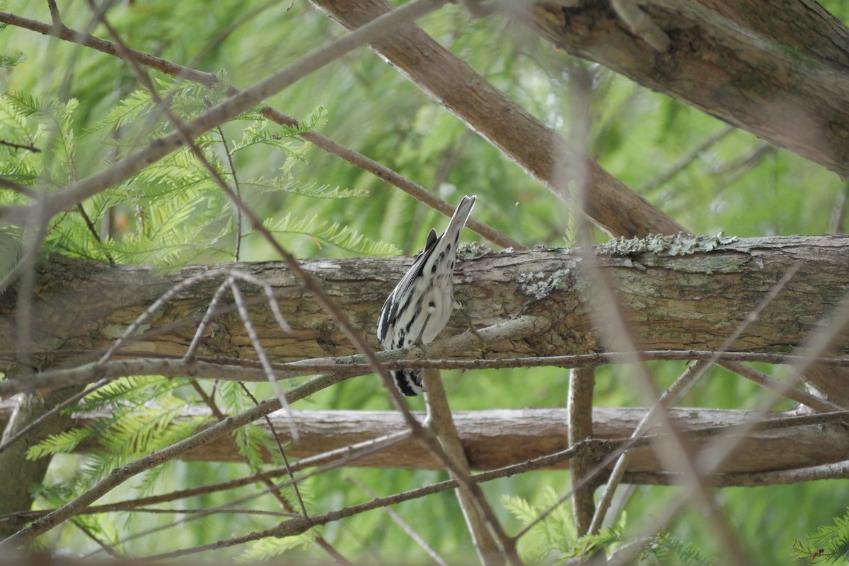 Black-and-white Warbler - ML610475744