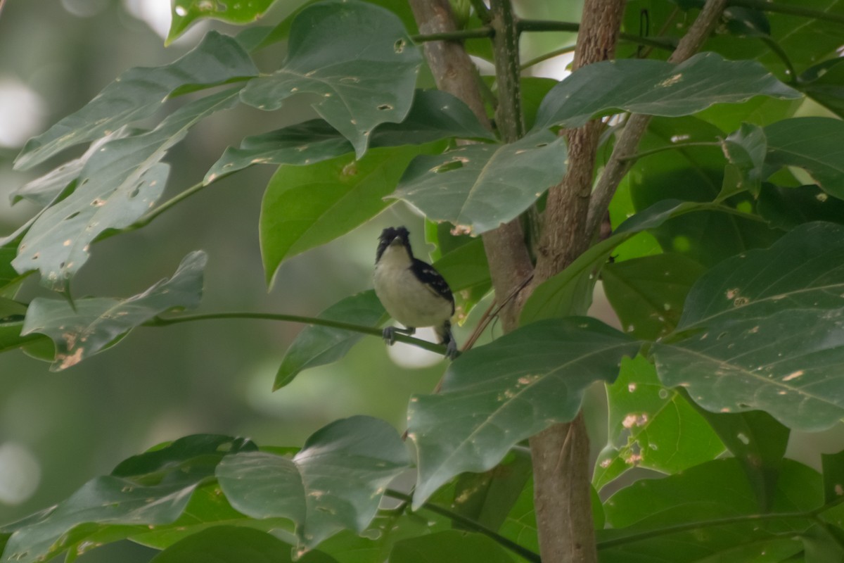 Black-and-white Antbird - roberto cyrino