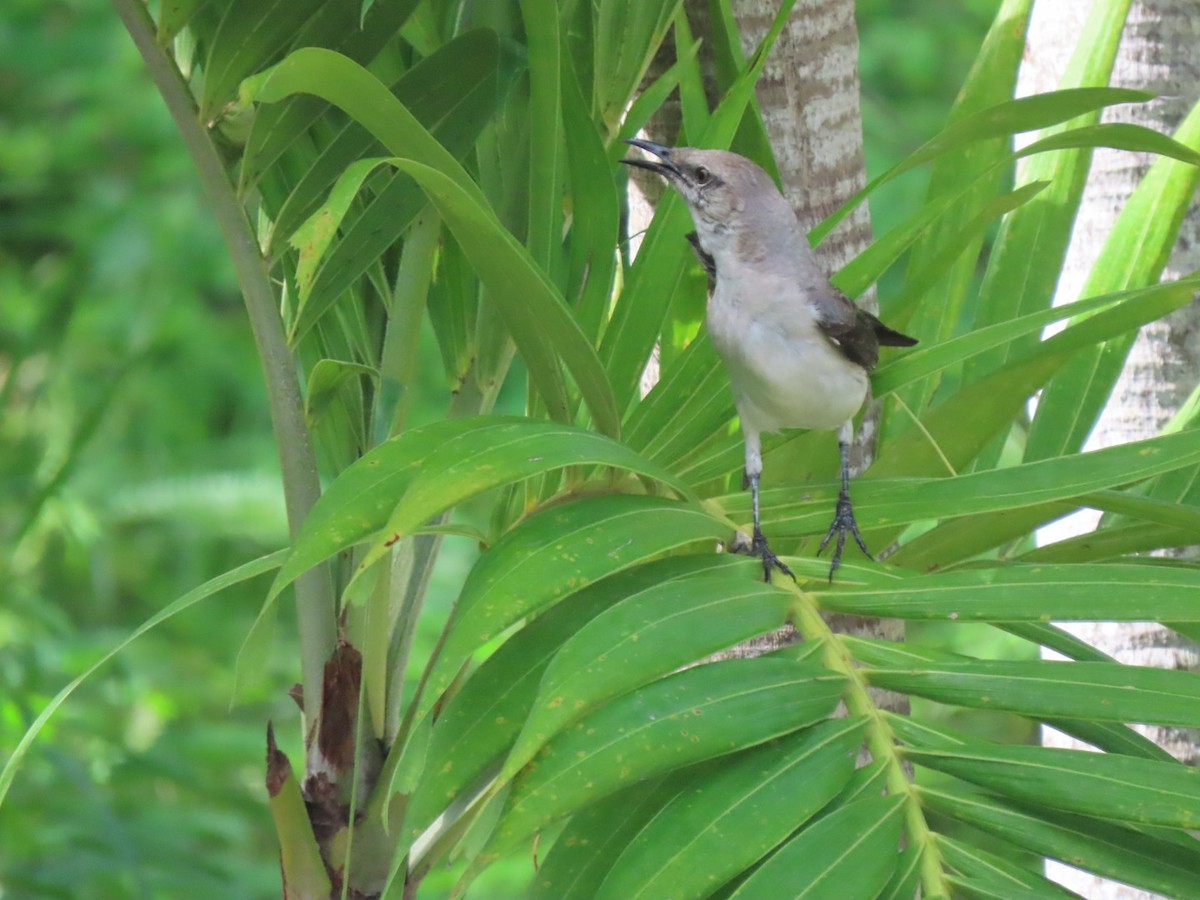 Tropical Mockingbird (San Andres) - ML610476176