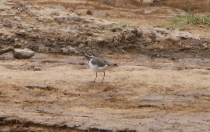 Three-banded Plover - ML610476180