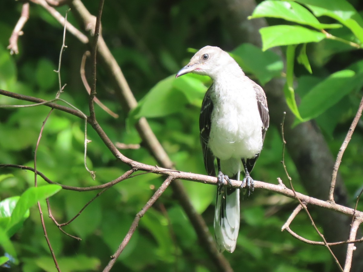 Tropical Mockingbird (San Andres) - ML610476274