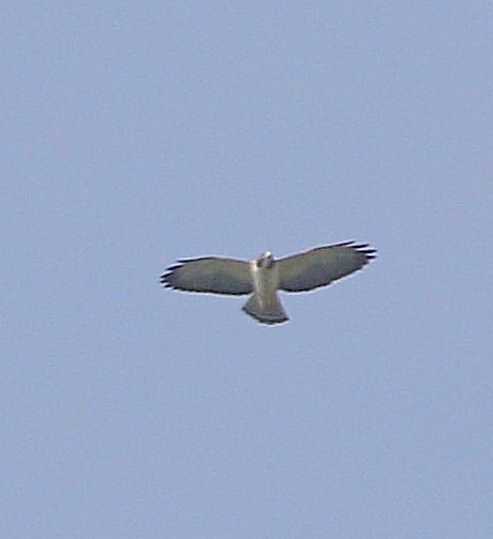 Short-tailed Hawk - ML610476367