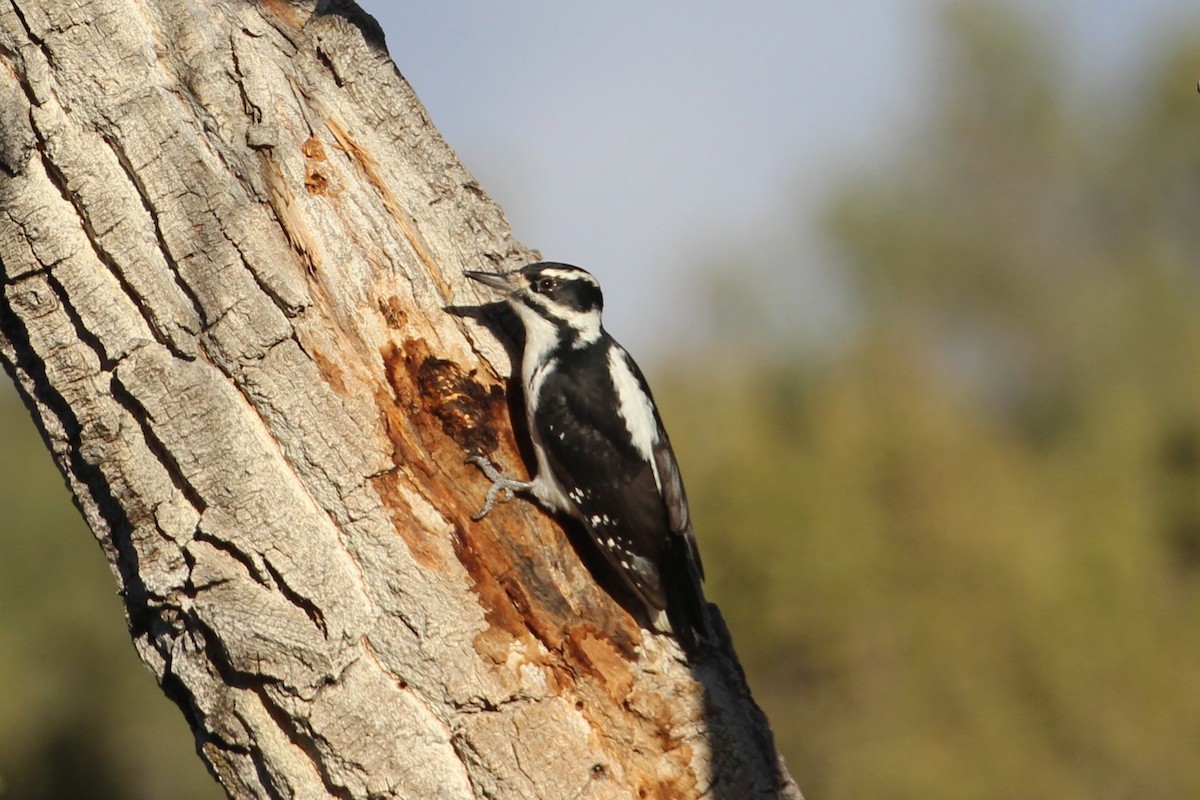 Hairy Woodpecker (Rocky Mts.) - ML610477103