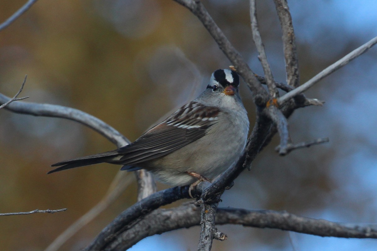 White-crowned Sparrow - Hank Taliaferro