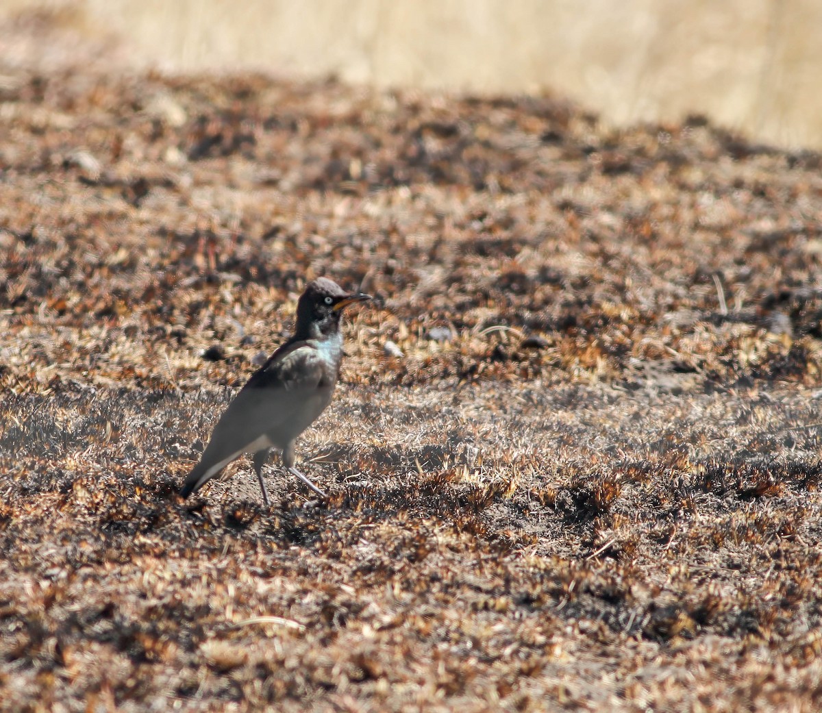 African Pied Starling - ML610477395