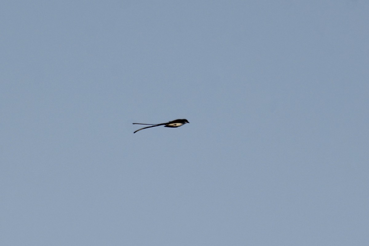 Fork-tailed Flycatcher - ML610477507