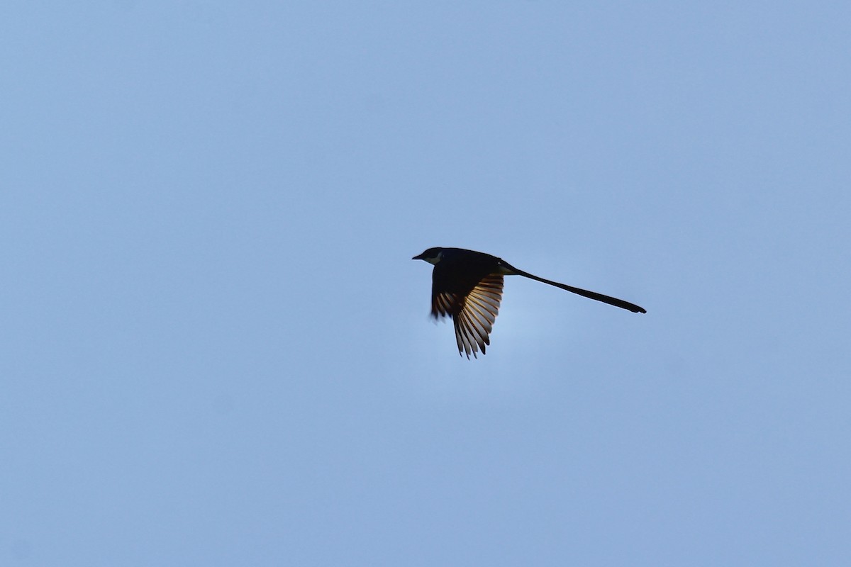 Fork-tailed Flycatcher - ML610477511