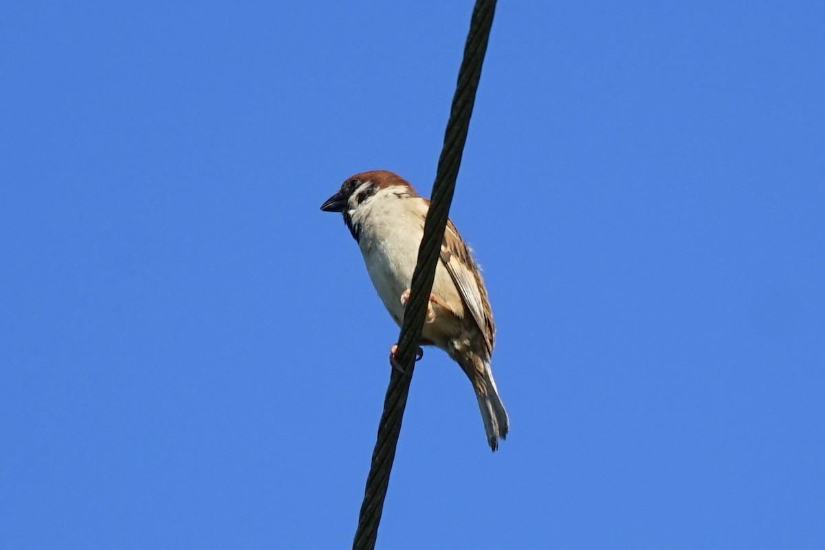 Eurasian Tree Sparrow - JingZu Tu