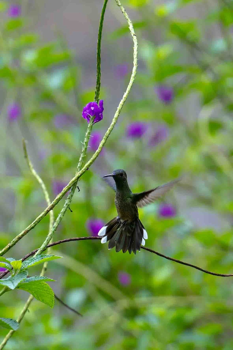 Scaly-breasted Hummingbird - Tony Ducks
