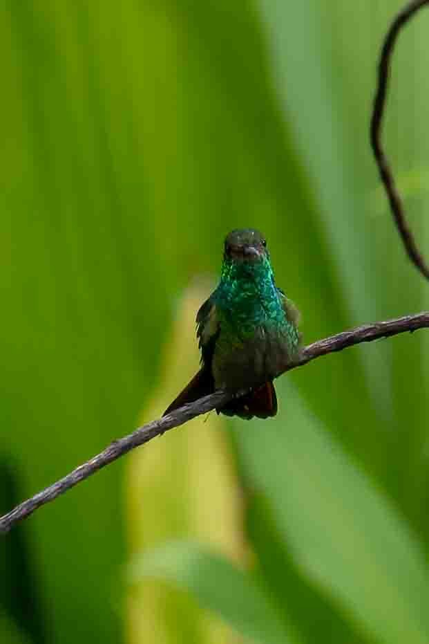 Rufous-tailed Hummingbird - ML610479102