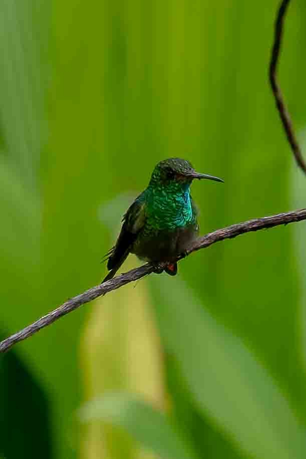 Rufous-tailed Hummingbird - Tony Ducks