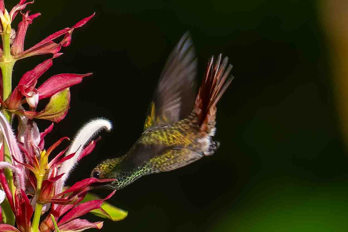 Rufous-tailed Hummingbird - ML610479104