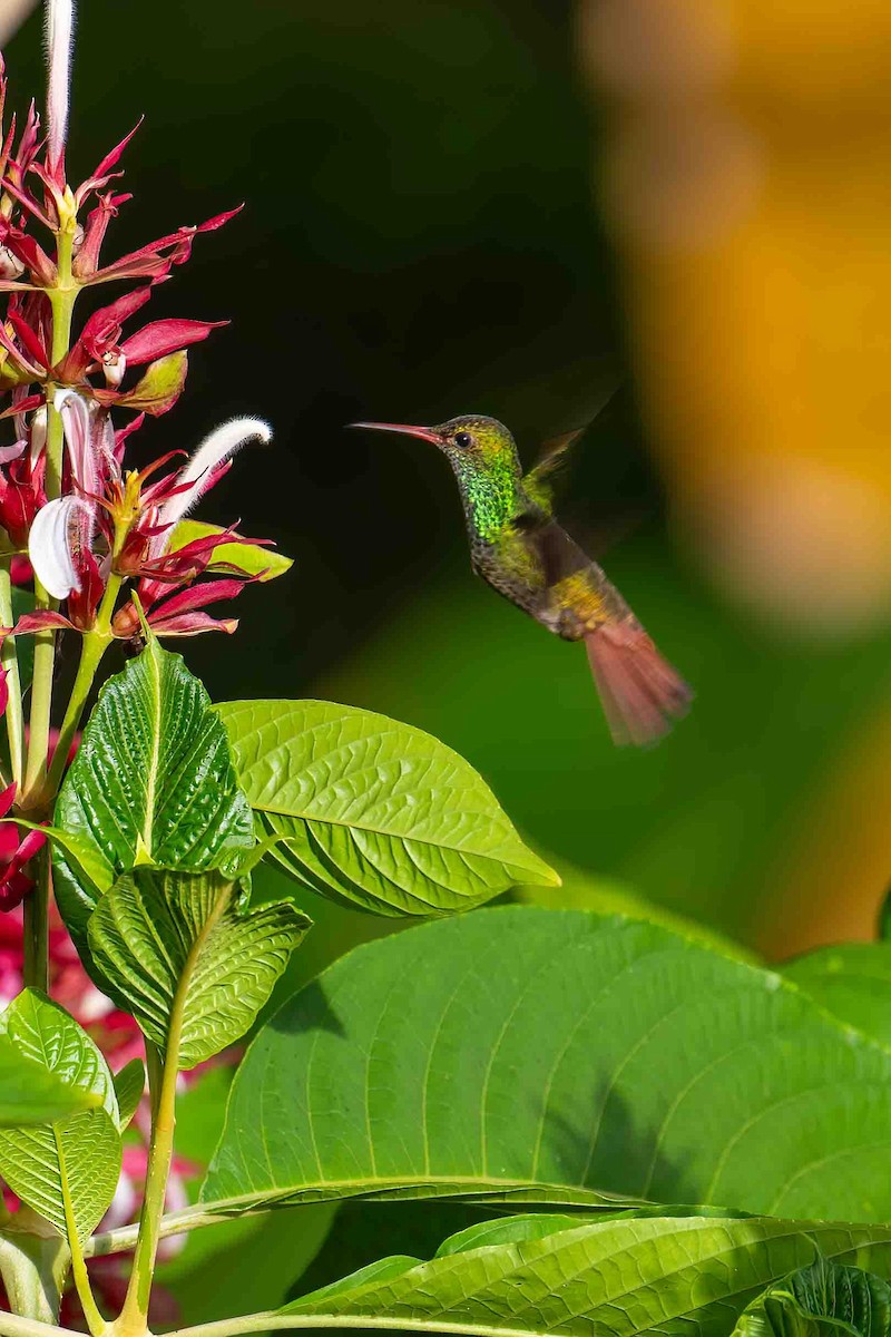 Rufous-tailed Hummingbird - ML610479105