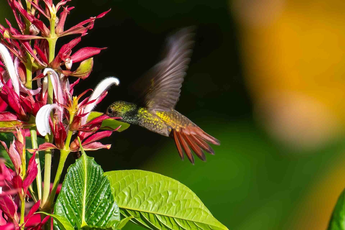 Rufous-tailed Hummingbird - ML610479106