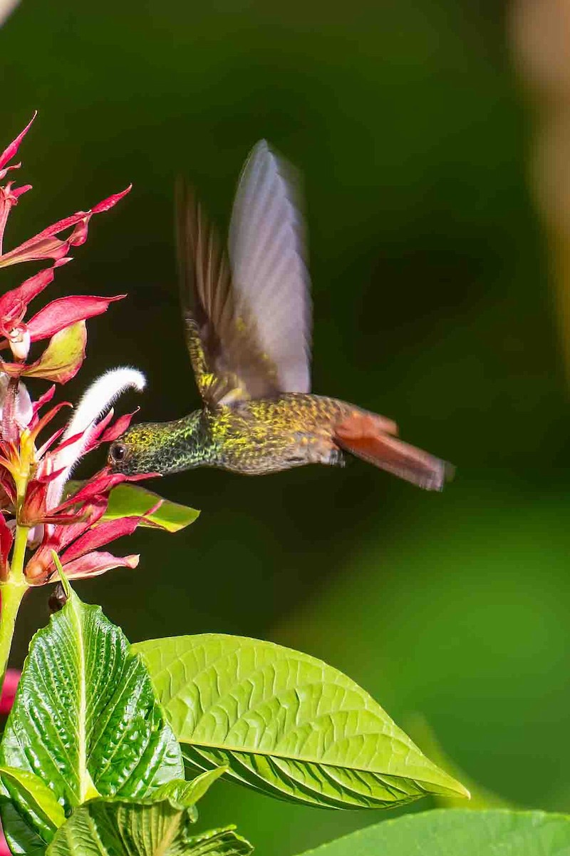 Rufous-tailed Hummingbird - ML610479107