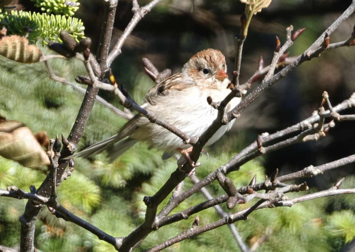 Field Sparrow - Mark Dennis