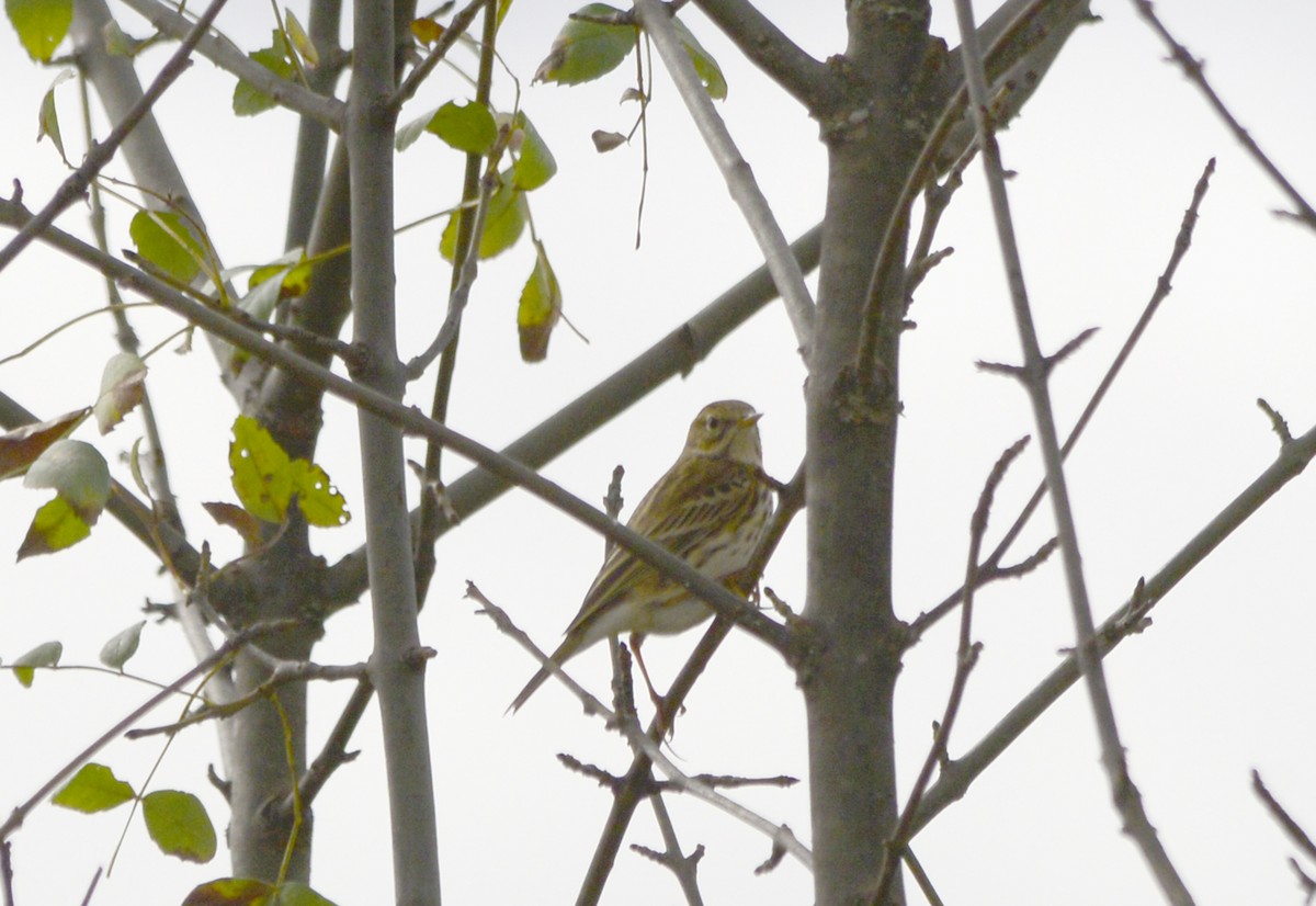 Meadow Pipit - ML610480021