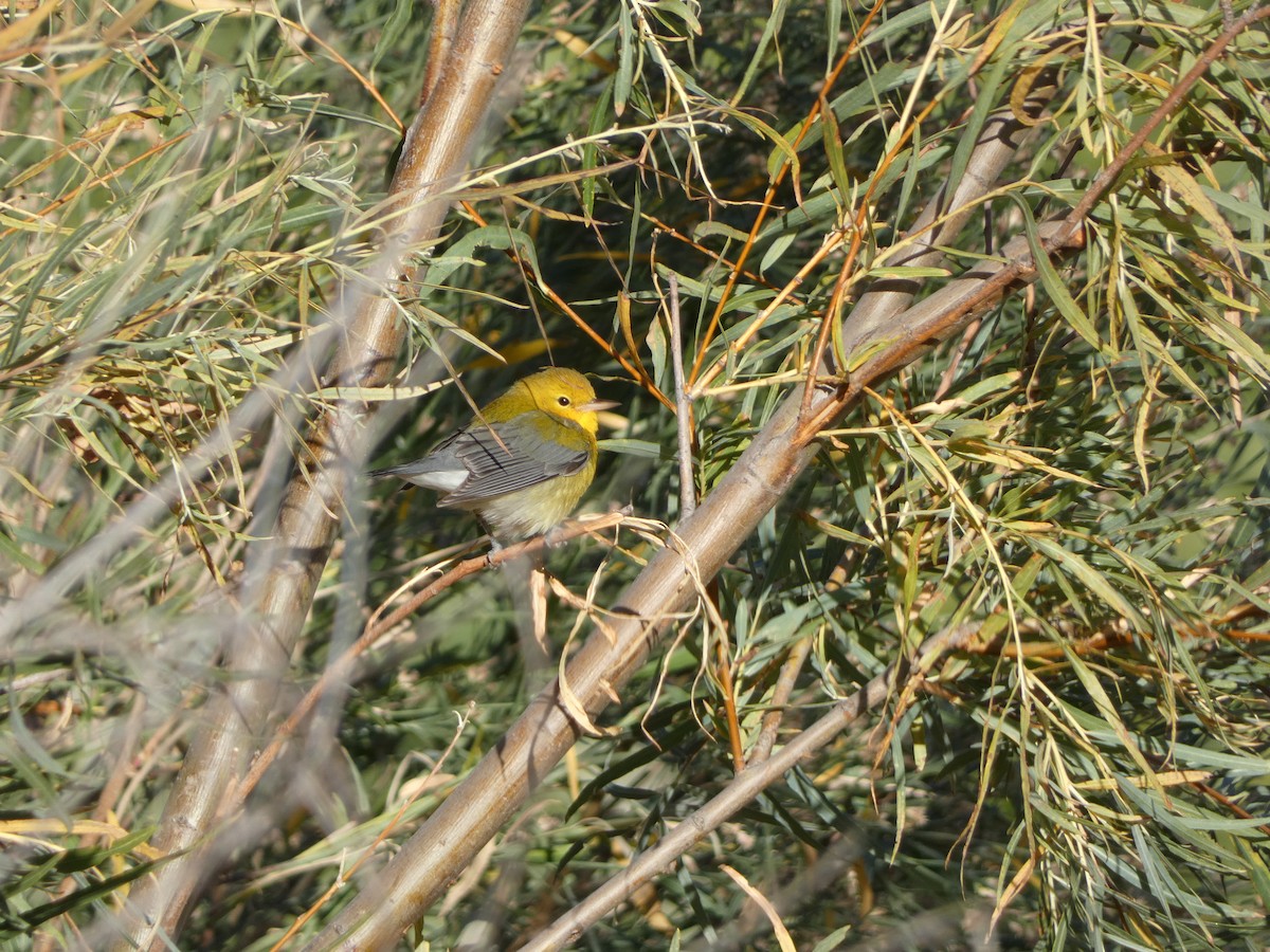 Prothonotary Warbler - ML610480208