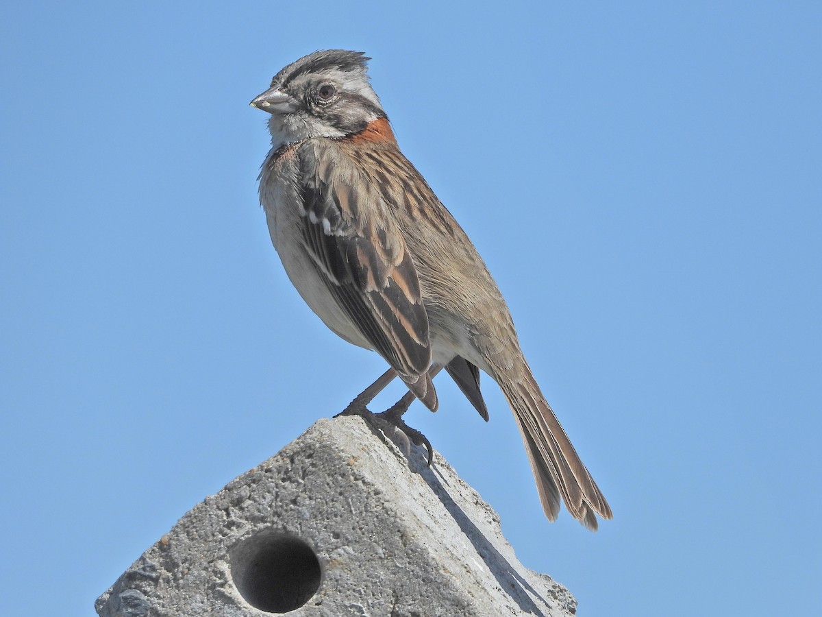 Rufous-collared Sparrow - Heiko Heerklotz