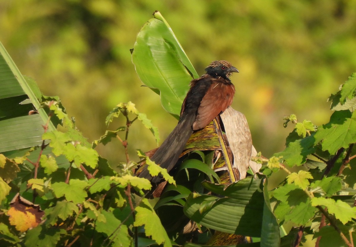 Malagasy Coucal - ML610480838