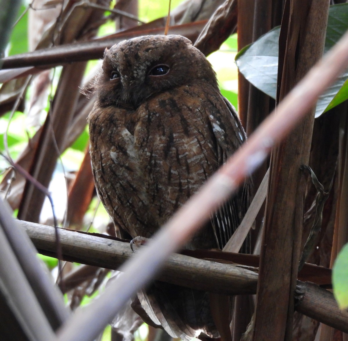Madagascar Scops-Owl - ML610480848
