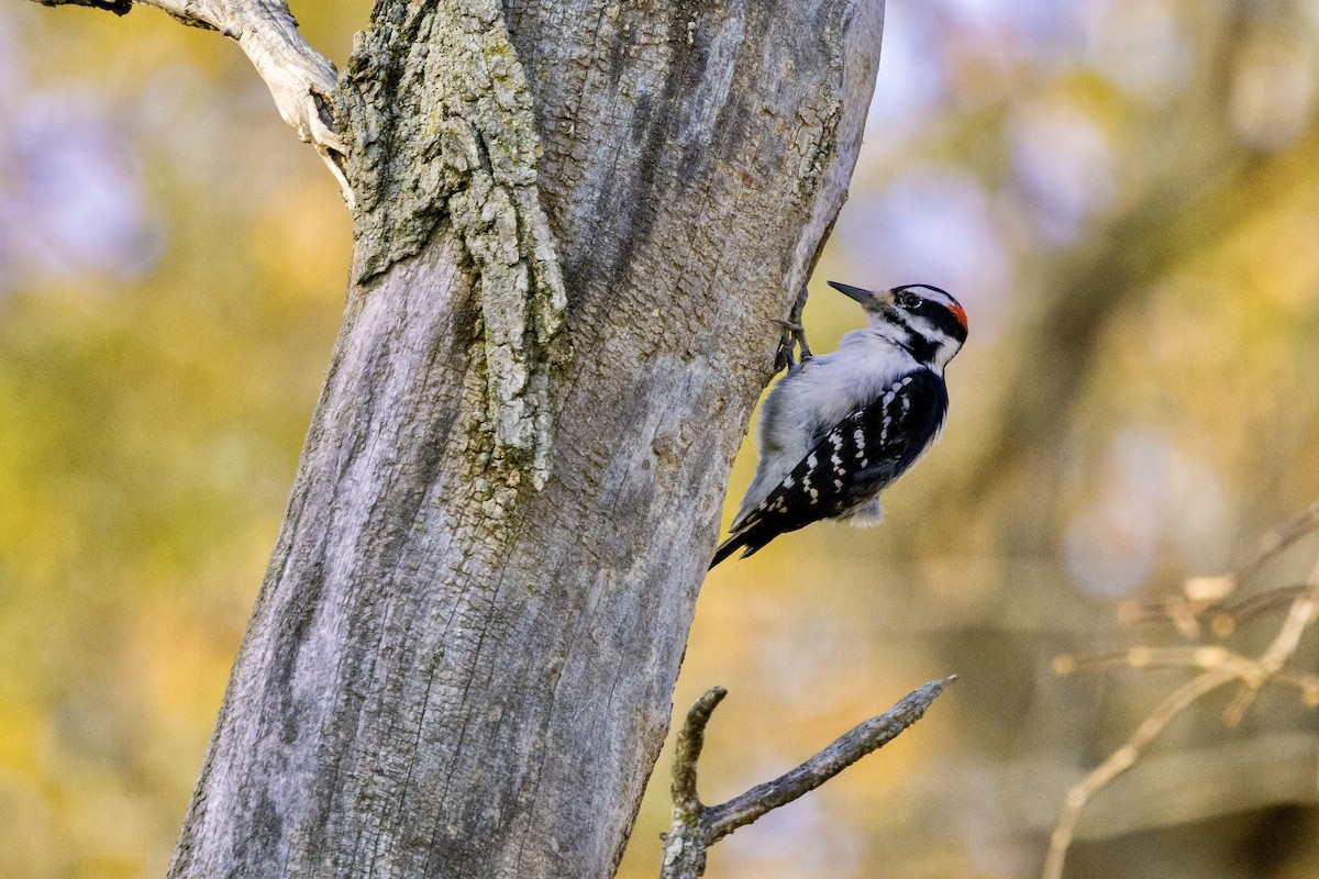 Hairy Woodpecker - ML610481126