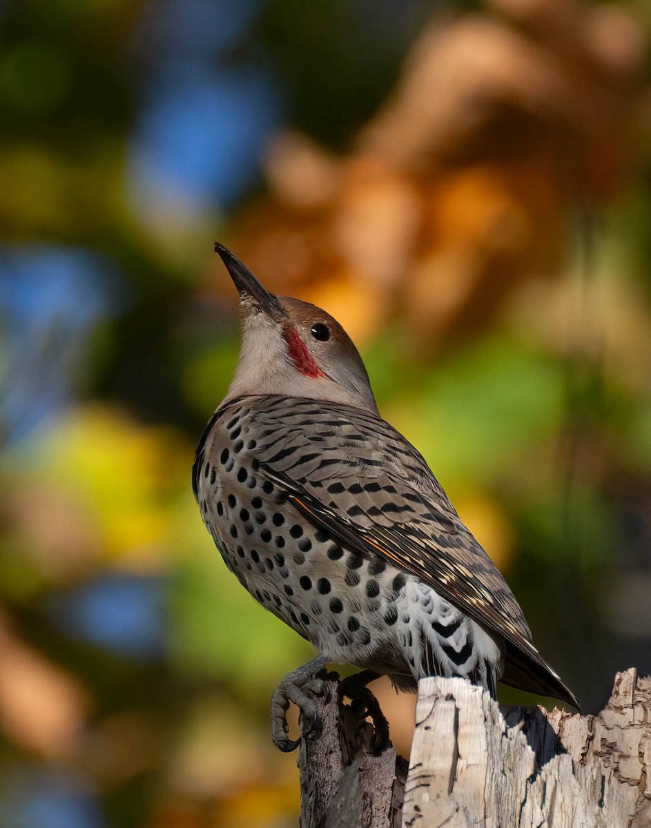 EBird Checklist 28 Oct 2023 Lower Dungeness R Creamery Trail