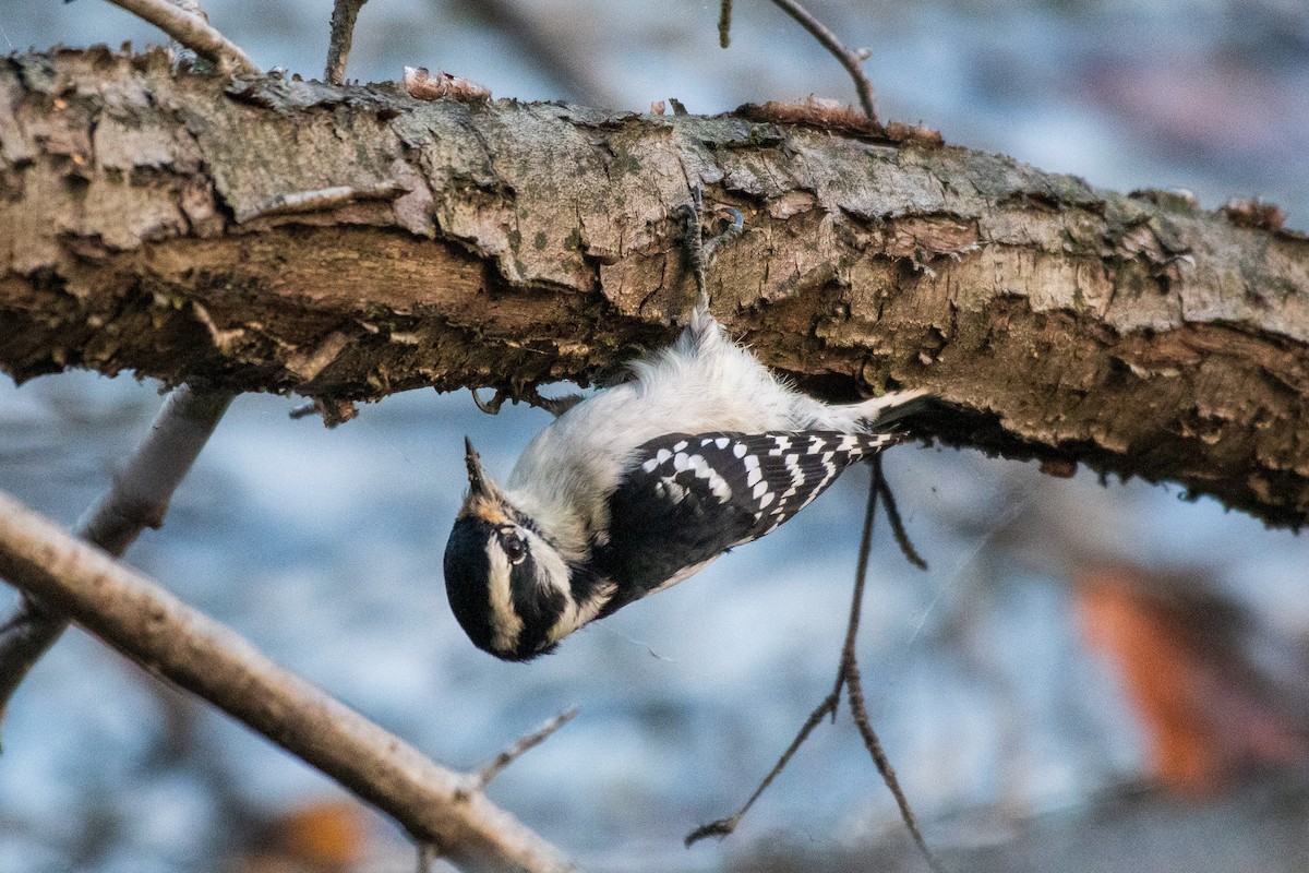 Downy Woodpecker - Bill VanderMolen