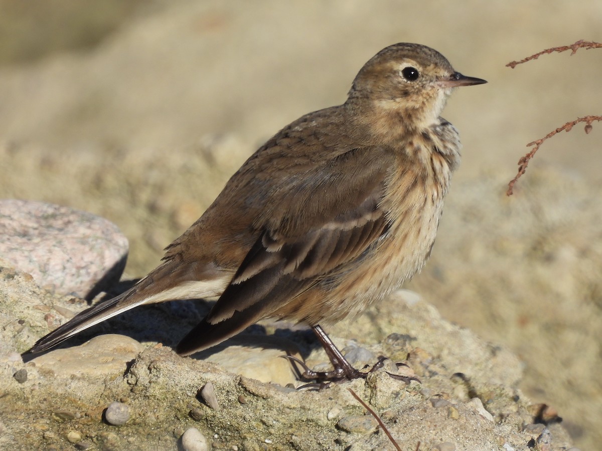American Pipit - Curtis Dykstra