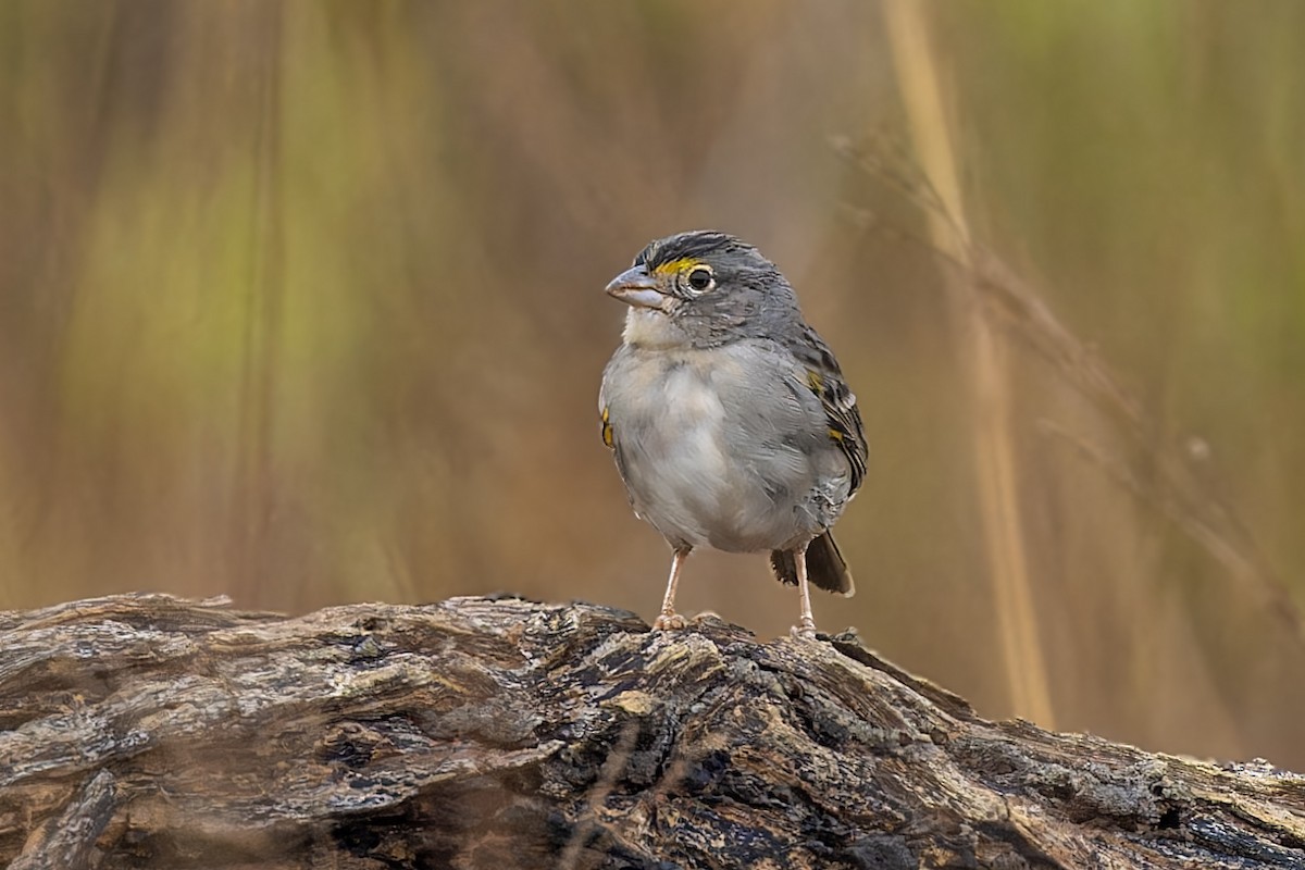 Grassland Sparrow - ML610481504