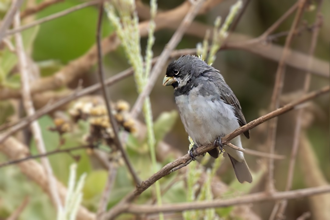Double-collared Seedeater - ML610481514