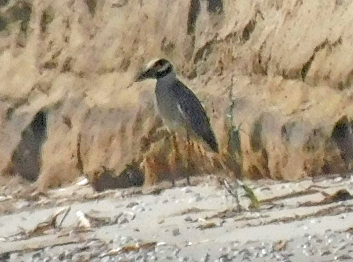 eBird Checklist 28 Oct 2023 Johnson BayouLong Beach Rd. 13 species