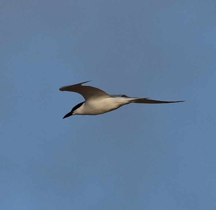 Gull-billed Tern - María Angélica Hüwel