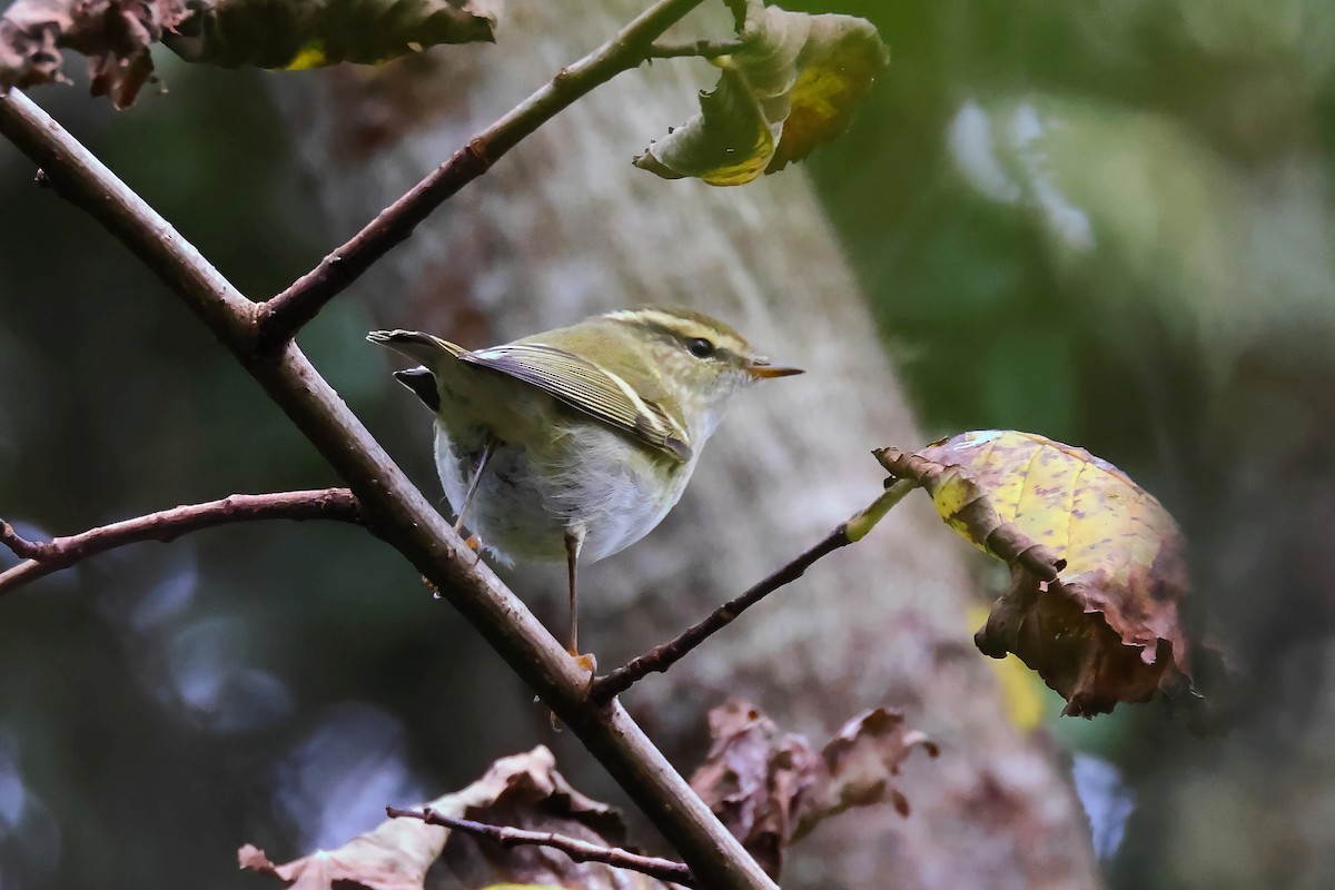 Yellow-browed Warbler - Ilya Maclean