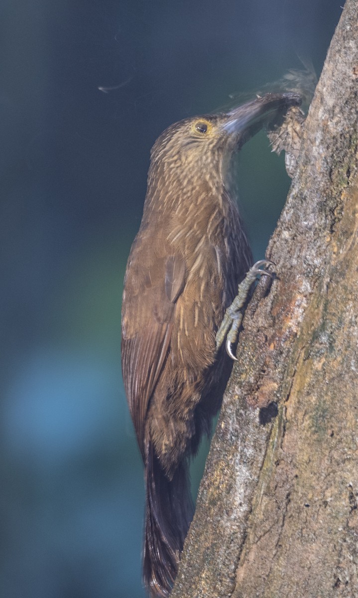 Spotted Woodcreeper - ML610482631