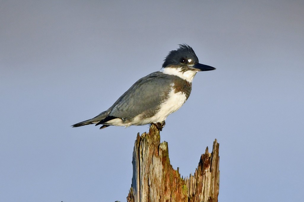 Belted Kingfisher - ML610482788