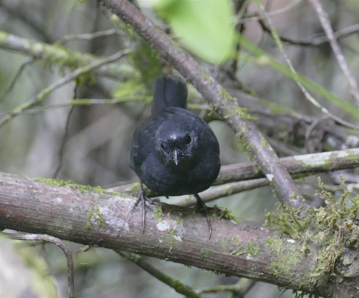 White-crowned Tapaculo - ML610482990