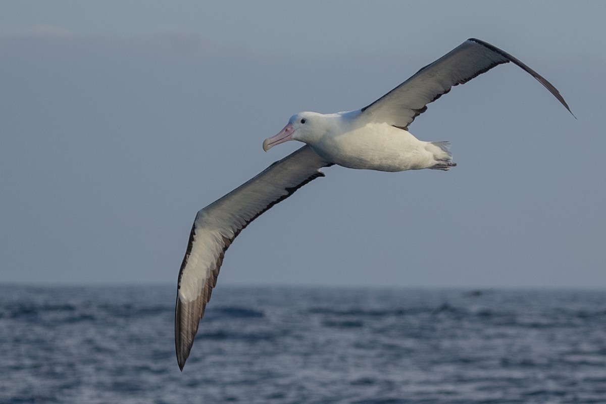 Northern/Southern Royal Albatross - ML610483552