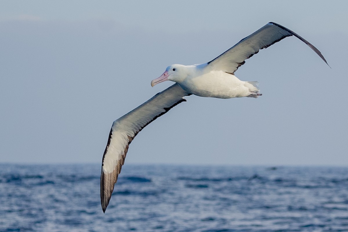 Albatros Real del Norte/del Sur - ML610483553