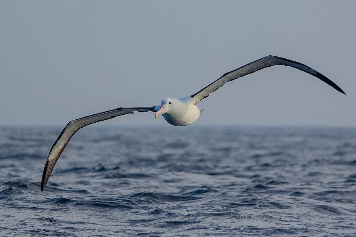 Albatros Real del Norte/del Sur - ML610483554