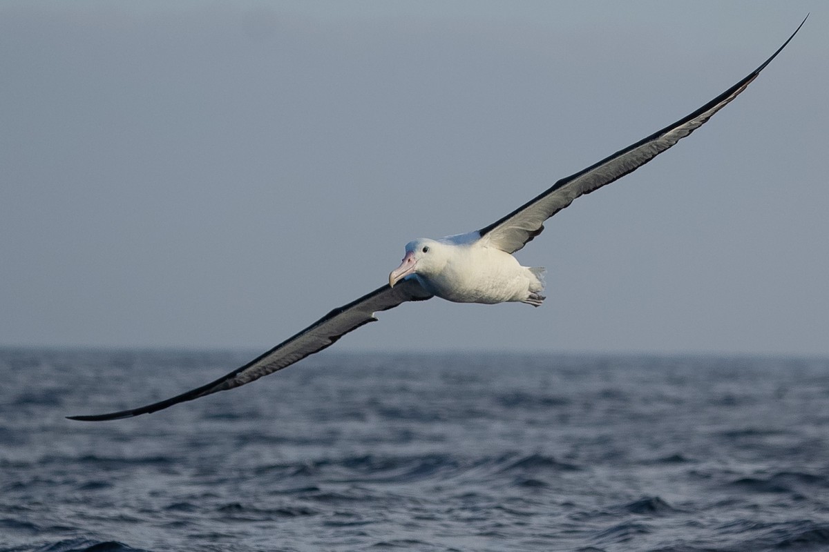Northern/Southern Royal Albatross - Pablo Andrés Cáceres Contreras