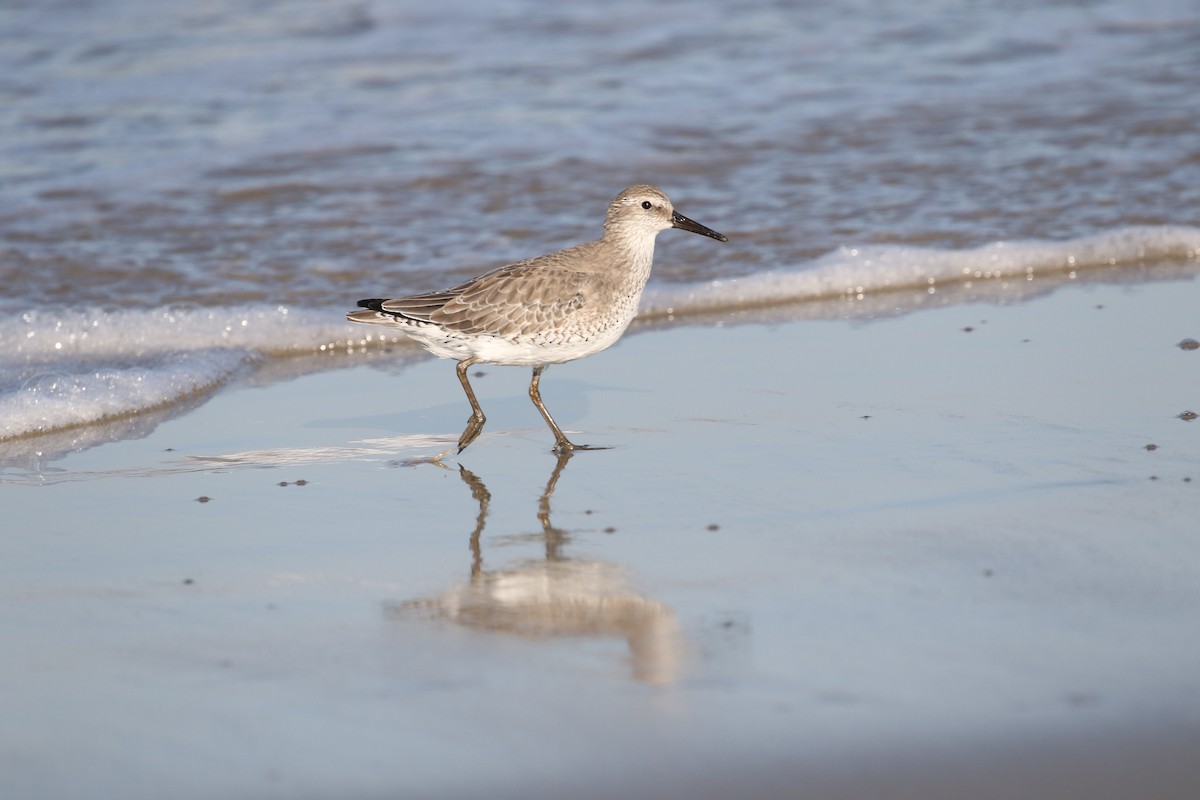 Red Knot - ML610483577