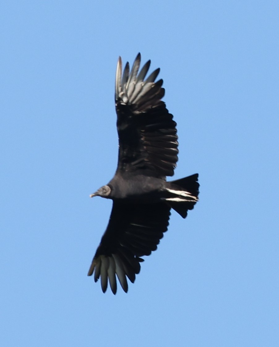 Black Vulture - ML610484136