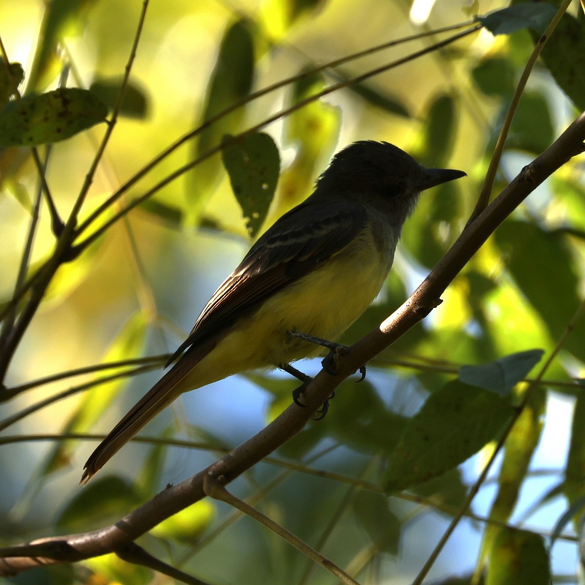 Great Crested Flycatcher - ML610484155