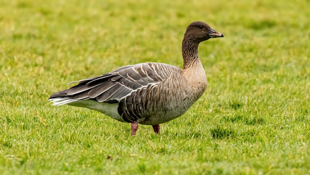 Pink-footed Goose - ML610484437