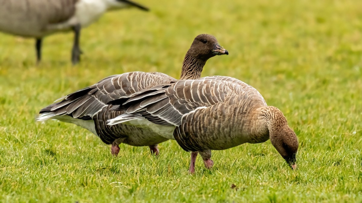Pink-footed Goose - ML610484438