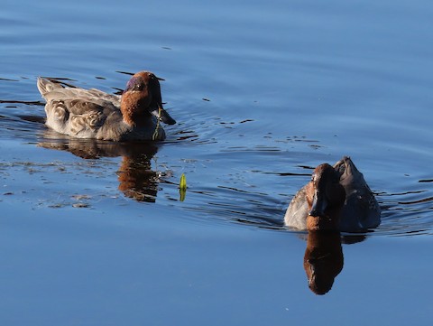 Green-winged Teal - Ruth Bergstrom